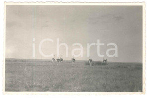 Cartolina originale da collezione 1930 C. ZAGOURSKI Â«L Afrique qui disparaÃ®tÂ» KENIA  Des autruches Postcard 197 1