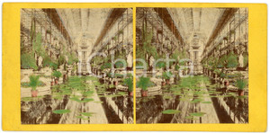 1900 ca s.l. Botanical Gardens - Water lilies - Hand Coloured Antique Stereoview Fotografia stereoscopica d'epoca, su cartoncino rigido.FORMATO: 18x9 cmCONDIZIONI: G    originale e autentica 1