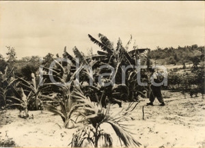 1953 GUERRA D'INDOCINA - VINH YEN - Paracadutisti in azione *Foto 18x13 cm