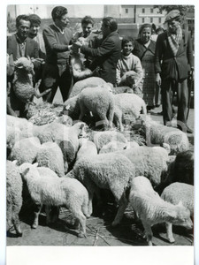 1959 NAPOLI Tradizionale mercato degli agnelli di Pasqua *Foto 13x18 cm