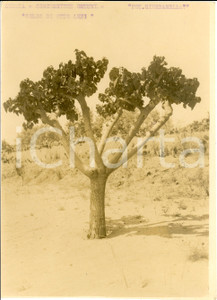 Fotografia d epoca originale 1930 ca ZENATA AOI Gelso otto anni Concessione OSTUNI Fotografia 1