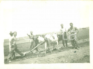 Fotografia d epoca originale 1936 ASMARA ERITREA Aratura di un campo con i buoi Fotografia cm 9 x 6 1