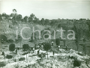 Fotografia d epoca originale 1939 ROMA EUR Operai piantano alberi e vivai per ESPOSIZIONE E42 Fotografia 1