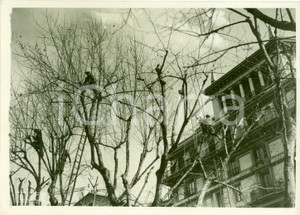 Fotografia d epoca originale 1940 ROMA Potatura degli alberi in via VITTORIO VENETO Fotografia 1