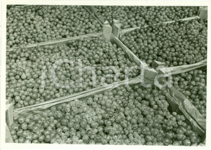 Fotografia d epoca originale 1938 MILANO Ceste di uva esposte a FESTA DELL UVA Fotografia 1