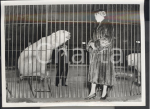Fotografia d epoca originale 1954 LONDON Chipperfield Circus  Bear admiring Barbara POPE s fur Photo 1