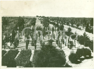 Fotografia d epoca originale 1935 EL MAJA LIBIA Il rimboschimento delle oasi di TRIPOLI Fotografia 1