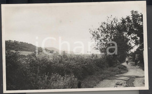 Fotografia d epoca originale 1937 Ulivi nelle campagne di ALGERI  REAL PHOTO cm 13,5 x 8,5 1