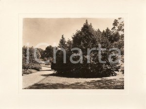 Fotografia d epoca originale 1940 ca INTRA Villa TARANTO Giardino botanico Davidia Involucrata Foto AUTENTICA 1