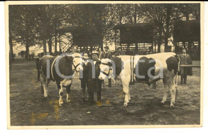 Fotografia d epoca originale 1930 ca AREA LOMBARDA Allevatore con tori premiati razza pezzata Foto cartolina 1