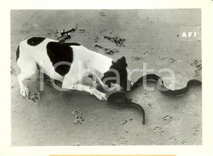Fotografia d epoca originale 1941 VENEZIA Bobby non lascia scampo alle anguille del lido Fotografia 1