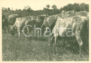 Fotografia d epoca originale 1938 LECHEMTI ETIOPIA AOI Mandria di bovini al pascolo Fotografia 1
