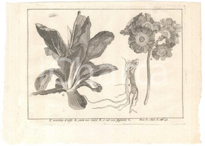 Stampa, bozzetto originale 1767 ? LO SPETTACOLO DELLA NATURA  L orecchia d orso colla sua radice Stampa 1