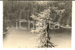 Fotografia d epoca originale 1950 ca LAGO DI TOVEL Una veduta panoramica Fotografia VINTAGE 10x7 cm 1