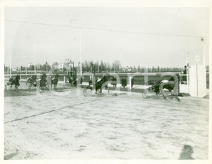 Fotografia d epoca originale 1936 MILANO SAN SIRO Cavallo NAPOLEONE vince Premio Nazionale Ippica FOTOGRAFIA 1