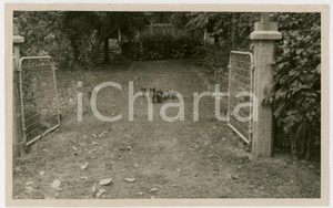 Fotografia d epoca originale 1937 RAIATEA Polinesia Maialini a passeggioREAL PHOTO cm 13,5 x 8,5 1