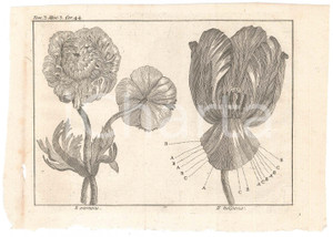 Stampa, bozzetto originale 1767 ? LO SPETTACOLO DELLA NATURA  L anemone  Il tulipano Stampa 1