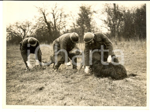 Fotografia d epoca originale 1940 WW2 FRENCH ARMY ZONE Soldiers training dogs for service at front  Photo 1