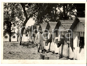 Fotografia d epoca originale 1940 ca KOSZALIN POLONIA Allevamento di vitelli secondo il metodo sovietico 1