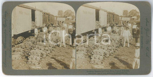 1904 COSTA RICA - CENTRAL AMERICA - Loading bananas *Stereoview American Fotografia stereoscopica d'epoca, su cartoncino rigido.EDITORE: American Stereoscopic Company, New York  GOOD/buono  Formato: 18x9 cm originale e autentica 1