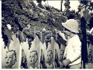 1952 MILANO La tradizionale Festa dell'Uva - Un bambino *Foto 18x13 cm