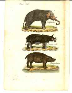 Stampa, bozzetto originale 1830 ca COSTUME AFRICA Elefante  rinoceronte  ippopotamo Stampa 12x16 1