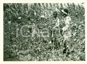 Fotografia d epoca originale 1935 ca SOMALIA AOI Indigeni al lavoro in piantagioni di cotone FOTOGRAFIA 1