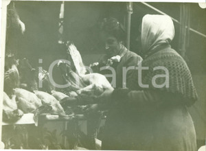 Fotografia d epoca originale 1910 ca MILANO Anziane contadine al mercato dei polli Fotografia 1