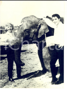1964 CINEMA "Roustabout" Elvis PRESLEY e Barbara STANWICH con un elefante *Foto Fotografia d'epoca con didascalia coeva.   CONDIZIONI: FAIR (puntinature e bassa qualit&agrave; di stampa; difetto di stampa al lato destro) FORMATO:  13x18 cm     originale e autentica 1