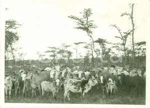Fotografia d epoca originale 1939 YABELO ETIOPIA AOI Mandria di bovini al pascolo Foto 1