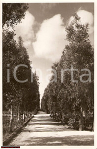 Fotografia d epoca originale 1930 ca BENGASI LIBIA Un viale di eucaliptus Vera fotografia 1