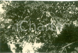 Fotografia d epoca originale 1939 CHISIMAIO SOMALIA AOI Frutti di capoc in una piantagione Foto cm 8 x 5 1