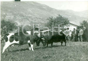 Fotografia d epoca originale 1957 SAINTMARCEL Mucche durante la Battaglia delle Regine  Foto 18x13 cm 1