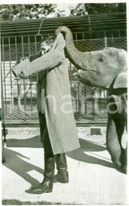 Fotografia d epoca originale 1939 CHESSINGTON UK Elefantino COMET toglie cappotto a Hans BRICK allenatore 1