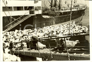 Fotografia d epoca originale 1936 TRIPOLI Libia Gregge sale su piroscafo per sfuggire alla siccitÃ  Foto 1