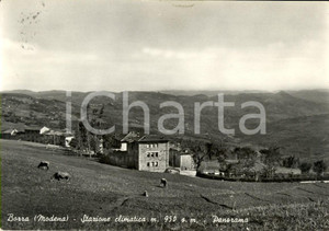 Cartolina originale da collezione 1955 LAMA MOCOGNO MO Mucche al pascolo in frazione BARRA Cartolina FG VG 1