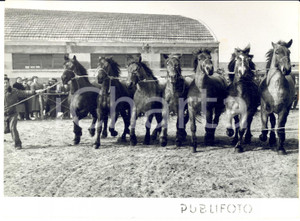 1955 ca VERONA Fiera dei Cavalli - Cavalli al galoppo davanti al pubblico - Foto Fotografia d'epoca con didascalia coeva al verso. CONDIZIONI: G (ma lieve piegatura angolare e minima sovraimpressione circolare)FORMATO: 18x13 cm     originale e autentica 1