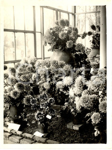 Fotografia d'epoca originale 1937 MILANO Mostra del crisantemo al Parco REAL PHOTO 1