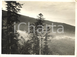 Fotografia d'epoca originale 1930 ca REGGELLO (FI) Veduta della foresta VALLOMBROSA 1