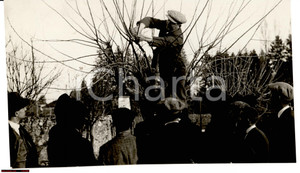 Fotografia d'epoca originale 1940 ca AREA LOMBARDA Contadino intento alla potatura del gelso *Foto 18x10 1