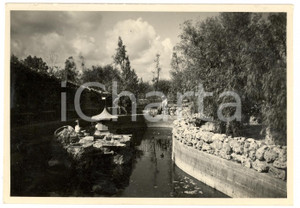Fotografia d'epoca originale 1935 ca BENGASI (LIBIA) Veduta del Bosco del LITTORIO *Fotografia ANIMATA 1