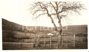 Fotografia d'epoca originale 1931 MAREMMA Panorama di una fattoria REAL PHOTO 1