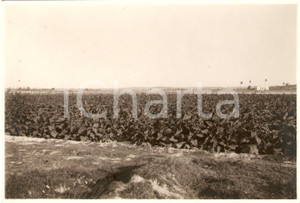 Fotografia d'epoca originale 1930 LIBIA L'estensione delle piantagioni di tabacco *VERA FOTOGRAFIA 1