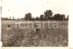 Fotografia d epoca originale 1930 ca VILLA SANTA LUCIA FR Campo moltiplicazione grano ANIMATA Fotografia 1