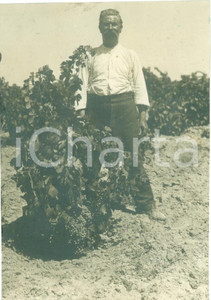 Fotografia d epoca originale 1935 ca GURGI LIBIA Vigneti Concessione GUGGIONI producono vino da tavola FOTO 1