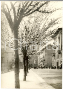 Fotografia d epoca originale 1938 MILANO Piazza ASPROMONTE Primavera con alberi in fiore Fotografia 1