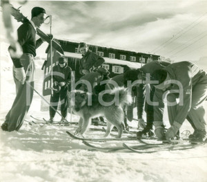 Fotografia d epoca originale 1935 ca CORTINA D AMPEZZO BL? Sciatori preparano gli sci con cane DANNEGGIATA 1