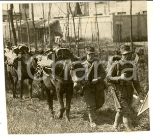 Fotografia d epoca originale 1930 ca AREA LOMBARDA Militari di fanteria in marcia con i muli Foto 13x12 cm 1