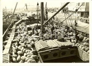 Fotografia d epoca originale 1936 TRIPOLI Libia Migliaia di ovini su piroscafo fuggono dalla siccitÃ  Foto 1
