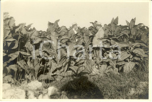 Fotografia d epoca originale 1930 LIBIA Coloni in visita alle piantagioni di TABACCO Fotografia 1